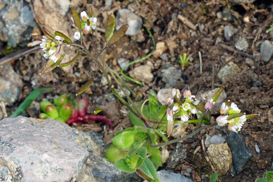 Erophila verna subsp. verna